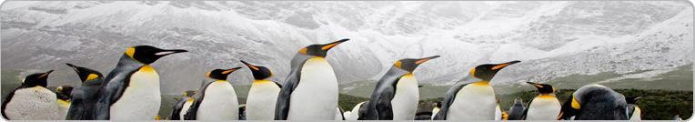 A group of penguins standing apart in a mountain landscape